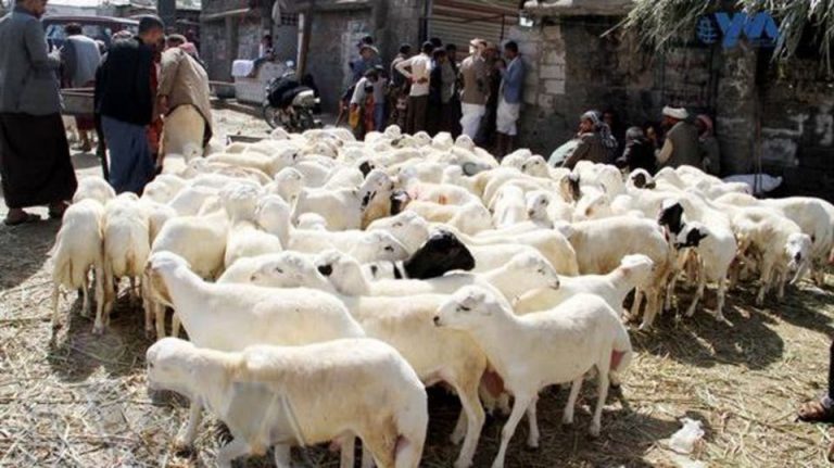 صنعاء..هيئة الزكاة تدشن مشروع توزيع الأضاحي لـ 15 الف من السجناء والجرحى بالأمانة