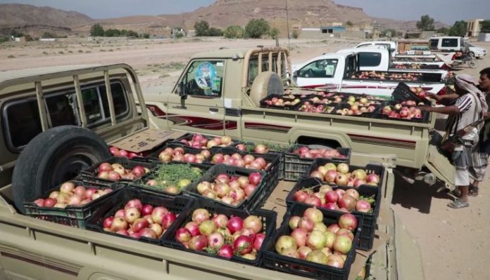 صعدة.. أبناء مديرية مجز يرفدون الجبهات بقافلة من ”الرمان”